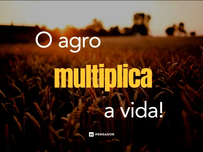Campo de trigo com frase.
